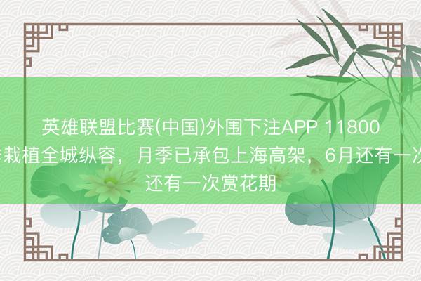 英雄联盟比赛(中国)外围下注APP 118000盆月季栽植全城纵容,月季已承包上海高架,6月还有一次赏花期