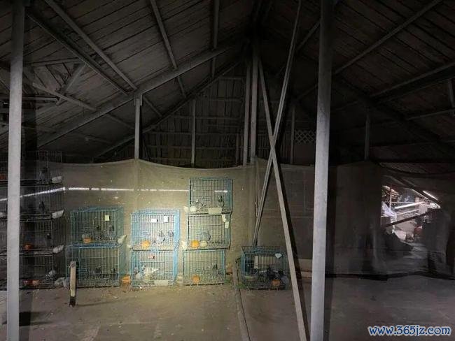 上海住户饱受“鸽患之痛” 邻里苦不能言